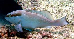 Image result for Epinephelus morio