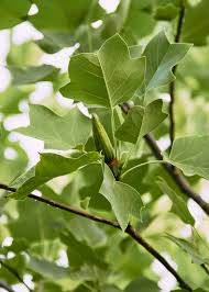 Attēlu rezultāti vaicājumam “Liriodendron tulipifera leaf”