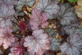 Image result for HEUCHERA americana 'Palace Purple Auslese'