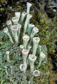 Attēlu rezultāti vaicājumam “Cladonia fimbriata”