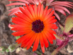 Image result for Mesembryanthemum criniflorum