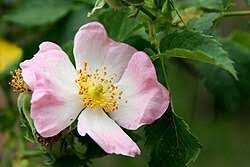 Attēlu rezultāti vaicājumam “Rosa glabrifolia”