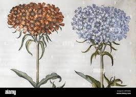 Attēlu rezultāti vaicājumam “Silene chalcedonica fruit”