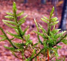 Attēlu rezultāti vaicājumam “Anomodon viticulosus sporophyte”