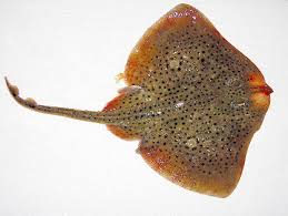 Image result for Raja montagui