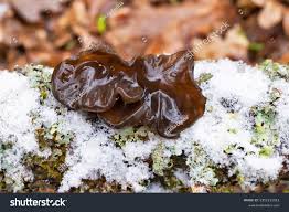 Attēlu rezultāti vaicājumam “Tremella foliacea”