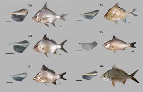 Image result for Eugerres plumieri