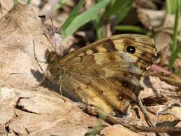 Attēlu rezultāti vaicājumam “Pararge aegeria underside”
