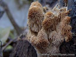 Attēlu rezultāti vaicājumam “Antrodia albida”