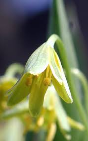Attēlu rezultāti vaicājumam “Gagea lutea”