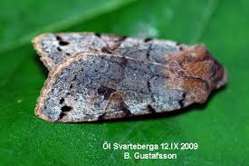 Attēlu rezultāti vaicājumam “Agrochola litura”