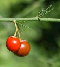 Attēlu rezultāti vaicājumam “Asparagus officinalis fruit”