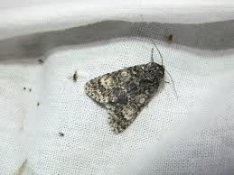 Attēlu rezultāti vaicājumam “Acronicta megacephala larva”