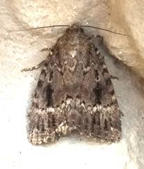 Attēlu rezultāti vaicājumam “Amphipyra pyramidea”