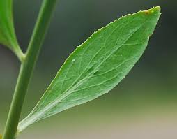 Attēlu rezultāti vaicājumam “Eriophorum latifolium leaf”