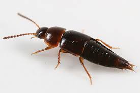 Attēlu rezultāti vaicājumam “Tachyporus sp.”