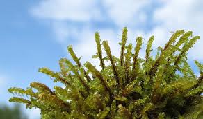 Attēlu rezultāti vaicājumam “Serpoleskea subtilis”