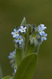Attēlu rezultāti vaicājumam “Myosotis scorpioides bud”
