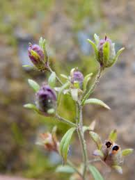 Attēlu rezultāti vaicājumam “Linaria vulgaris bud”