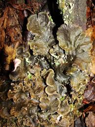 Attēlu rezultāti vaicājumam “Peltigera canina”