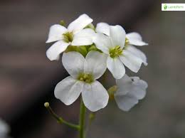 Attēlu rezultāti vaicājumam “Cardaminopsis arenosa leaf”