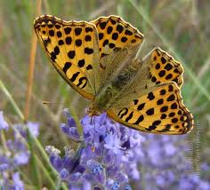 Attēlu rezultāti vaicājumam “Issoria lathonia”