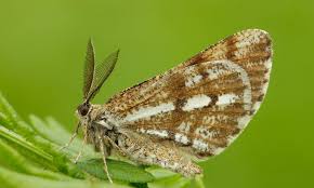 Attēlu rezultāti vaicājumam “Bupalus piniaria female”