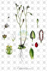 Attēlu rezultāti vaicājumam “Erophila verna fruit”