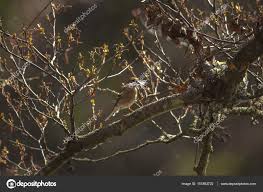 Attēlu rezultāti vaicājumam “Fringilla coelebs nest”