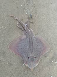 Image result for Rostroraja eglanteria