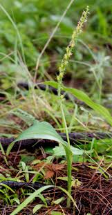 Attēlu rezultāti vaicājumam “Malaxis monophyllos flower”