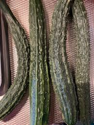 Image result for Gurke