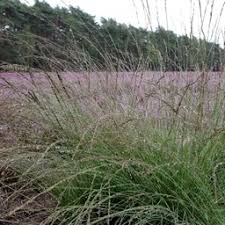 Attēlu rezultāti vaicājumam “Calamagrostis canescens fruit”