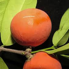 Attēlu rezultāti vaicājumam “Linaria loeselii fruit”