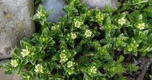 Attēlu rezultāti vaicājumam “Honckenya peploides flower”
