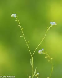 Attēlu rezultāti vaicājumam “Myosotis laxa subsp. baltica”