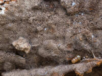 Attēlu rezultāti vaicājumam “Byssocorticium atrovirens”