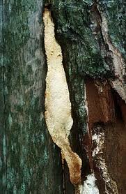 Attēlu rezultāti vaicājumam “Perenniporia medulla-panis”