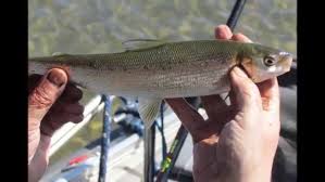 Image result for Coregonus lavaretus