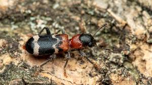 Attēlu rezultāti vaicājumam “Thanasimus formicarius”