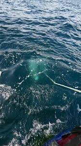 Image result for Hartlepool Divers Bsac Branch 0985