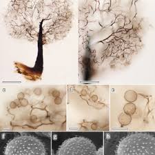 Attēlu rezultāti vaicājumam “Lamproderma puncticulatum spores”