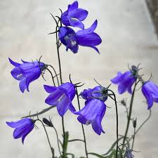 Attēlu rezultāti vaicājumam “Campanula rotundifolia”