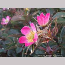 Attēlu rezultāti vaicājumam “Rosa glauca leaf”