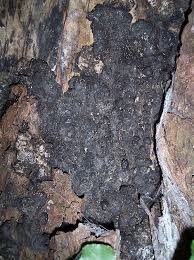 Attēlu rezultāti vaicājumam “Kretzschmaria deusta”