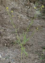 Attēlu rezultāti vaicājumam “Sisymbrium altissimum leaf”