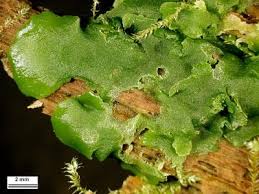 Attēlu rezultāti vaicājumam “Aneura pinguis”