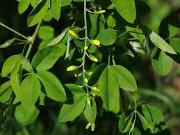 Image result for Laburnum anagyroides
