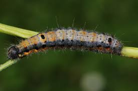 Attēlu rezultāti vaicājumam “Clostera pigra”