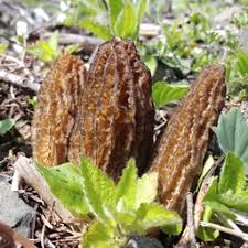 Attēlu rezultāti vaicājumam “Stemonaria irregularis”